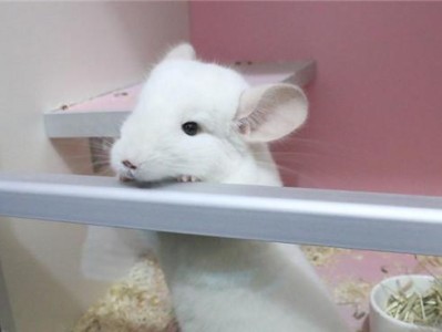 粉白龙猫饲养方法（打造健康快乐的粉白龙猫生活）