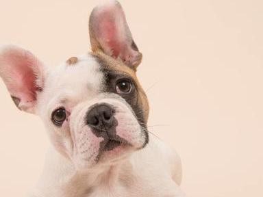 如何养护法国斗牛犬（宠爱你的法国斗牛犬，享受美好生活）