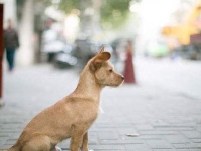 如何制止爱犬随意舔人？（有效训练你的宠物，让其不再随意舔人）