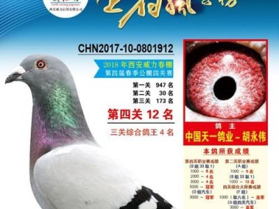 用心呵护，与中国青猫鸽共生——中国青猫鸽的饲养方法（了解中国青猫鸽的习性与食性，让它健康成长）