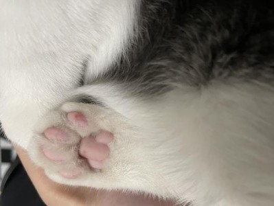 为什么要定期修剪猫咪的脚毛？（保障猫咪的健康和幸福）