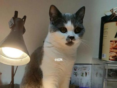 如何让小猫接近人？（小猫怕人怎么办？以宠物为主）