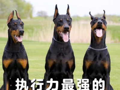如何选择适合养宠物的犬种？（通过比较不同犬种的特点选择最合适的宠物伴侣）