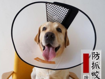 狗狗绝育，为爱宠减负（关于给狗狗绝育，你需要知道的15个注意事项）