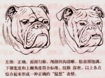 斗牛犬嘴边和眼睛发红的原因及预防方法（探寻斗牛犬嘴边和眼睛发红的原因，以及如何预防这种情况的发生）