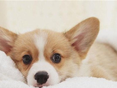 柯基犬饮食禁区揭秘（避免5个错误，宠物健康无忧）