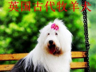 古代英国牧羊犬的饲养方法（传承百年，如何打理牧羊犬？）