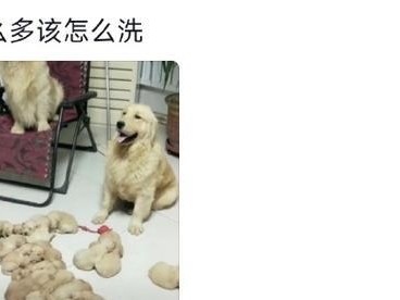 狗狗洗药浴的好处（宠物健康护理，洁净舒适生活）