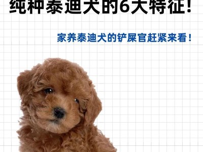 泰迪价格大揭秘！（买一只纯种泰迪要多少钱？千与万的差距究竟有多大？）