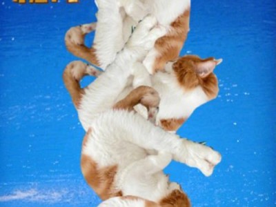 猫咪参赛的原因及好处（揭秘猫咪参赛的背后动机和益处）