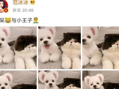 养一只狗狗的开销有多大？行走的人民币（揭秘养狗成本，懂了这些你就不再惧怕养宠物了！）