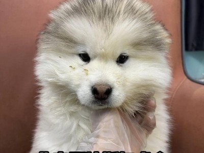 阿拉斯加犬的价格与饲养技巧（探究养一只阿拉斯加犬的成本与方法）