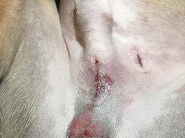 狗狗绝育后性格变化的原因（解析绝育对狗狗性格的影响以及可能的变化）