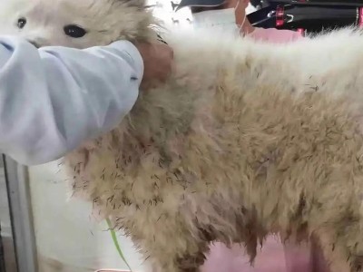 养一只萨摩耶需要多少钱？（萨摩耶养育费用详解及省钱技巧）