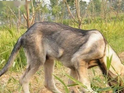 以狼青犬为宠物的养护指南（如何正确地照顾你的狼青犬）