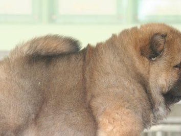 松狮犬的最佳训练时间（如何在最佳时间内进行松狮犬的训练？）