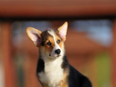 威尔士柯基犬的完美饲养指南（从选购到护理，一切尽在掌握！）