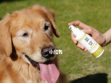 带狗狗出游须知（注意宠物健康和安全，让旅途更愉快）