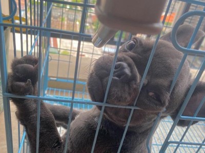 为什么法斗不适合新手养狗？（探讨法斗犬种的特点及适养人群）