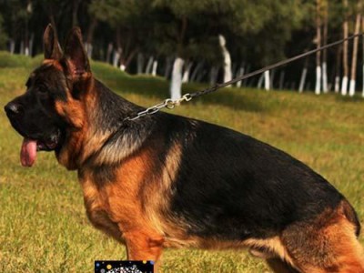 以犬用疫苗的重要性及选择（犬用疫苗的颜色有何特殊含义？）