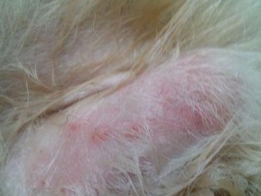 金毛犬的常见疾病及预防措施（了解金毛犬爱的健康问题，让它们过上快乐的生活）