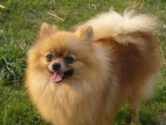 神奇的狐狸犬（探秘狐狸犬的来源、特征和价格）