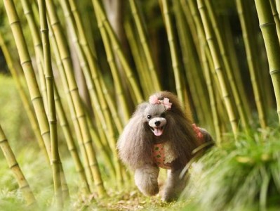 贵宾犬的饲养方法（了解贵宾犬的养护需求，为您的毛绒宠物提供最佳护理）
