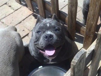 如何教育恶霸犬胆子变大（让你的宠物成为勇敢的狗狗）