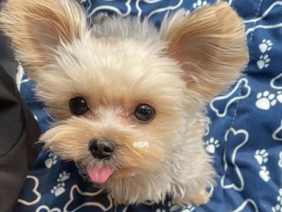 约克夏犬泪痕问题探究（为什么约克夏犬容易有泪痕？-宠物主人必看）