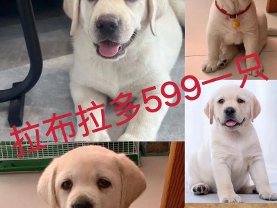 拉布拉多犬的成年期（了解拉布拉多犬的成长周期，让你的爱宠健康成长）