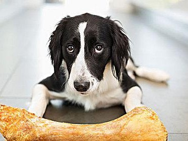 狗为何会换骨头？（探索狗为何需要不断更换骨头的原因）