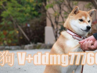 秋田犬的水分摄入需求（每日饮水量、水果可选性与健康）