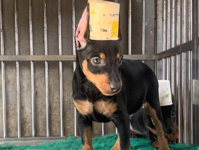 如何处理迷你杜宾犬干硬便便问题（掌握有效方法，让宠物健康愉快）
