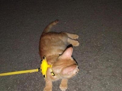 以土猫为什么好养？（探究土猫适合养宠的关键原因）