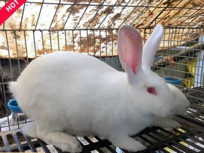 以肉兔子为主的品种选择与养殖技巧（肉兔品种选择及养殖技巧解析）