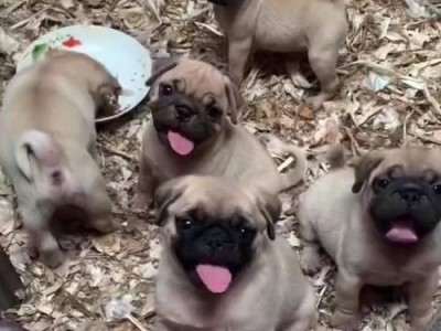 纯种巴哥幼犬（如何判断一只巴哥幼犬的价格是否值得入手）