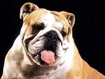 如何照顾一只健康、快乐的英国斗牛犬（如何照顾一只健康、快乐的英国斗牛犬）