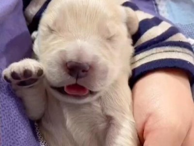 金毛幼犬的饮食需求——健康成长的关键（幼犬期的小金毛适合吃些什么？）