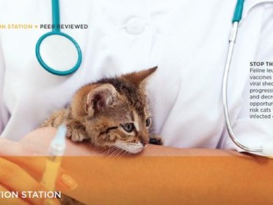 猫咪也会患上白血病——了解猫白血病的传播途径和预防措施（宠物猫的健康隐患）