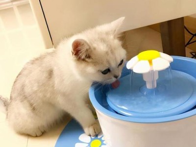 猫咪黄疸与饮食相关性分析（猫咪黄疸出现，如何调整饮食？）