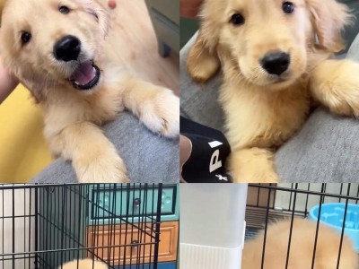 金毛犬价格揭秘（了解金毛犬价格的关键因素及市场行情分析）
