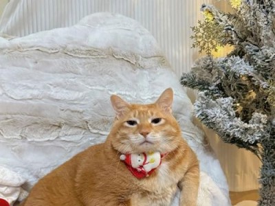如何调教调皮的猫咪？（了解猫咪的睡眠规律，让它乖乖听话！）
