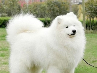 萨摩耶喂养注意事项（不同年龄的萨摩耶犬饭量一样吗？）