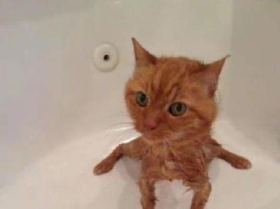 猫咪恐惧症（为什么有些人特别害怕猫？）
