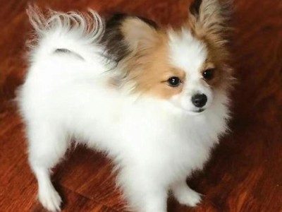 如何正确选择纯种蝴蝶犬（挑选蝴蝶犬的要点和技巧）