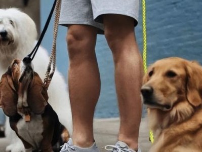 带斗牛犬出门遛狗的注意事项（宠物出行，安全第一）
