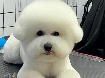 比熊犬的价格及养护指南（了解比熊犬的价格和养护要点，成为贴心宠物主人）