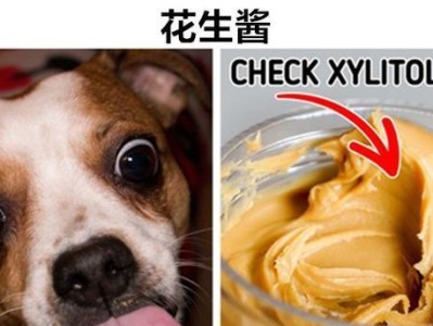 喂养狗狗的注意事项（了解宠物食物成分和营养需求，避免误区）
