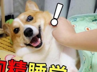 狗狗吹空调，需要注意的事项（科学地为你的狗狗使用空调）