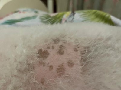 比熊犬双排牙的现象及原因解析（探究比熊犬双排牙的成因和影响）